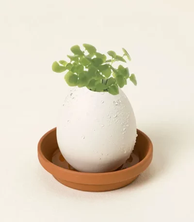 Eggling Crack & Grow Herb Kit