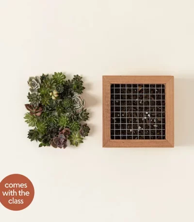 Experiences Succulent Wall Art Kit - 6x6