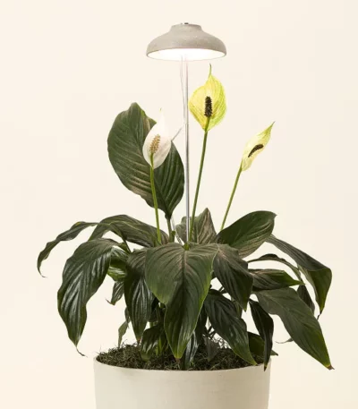 Instant Sun Houseplant Grow Lamp