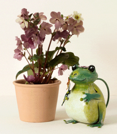 Fred The Frog Watering Can
