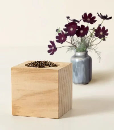 Chocolate Flower Grow Kit