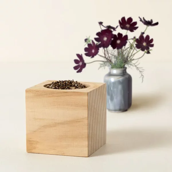 Chocolate Flower Grow Kit