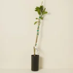 Buddha's Hand Tree 1