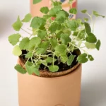 Catnip Terracotta Grow Kit
