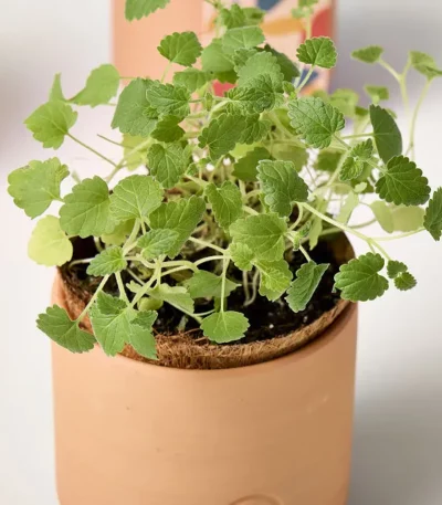 Catnip Terracotta Grow Kit