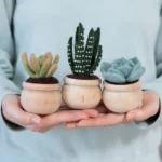 Diy Potted Succulent Trio Needle Felting Kit 4