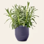 Flame To Flora Seed Kit Candle 2