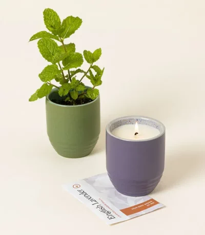 Flame To Flora Seed Kit Candle
