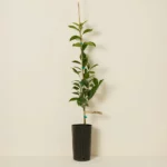 Gold Nugget Mandarin Tree 1