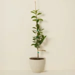 Gold Nugget Mandarin Tree