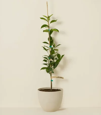 Gold Nugget Mandarin Tree