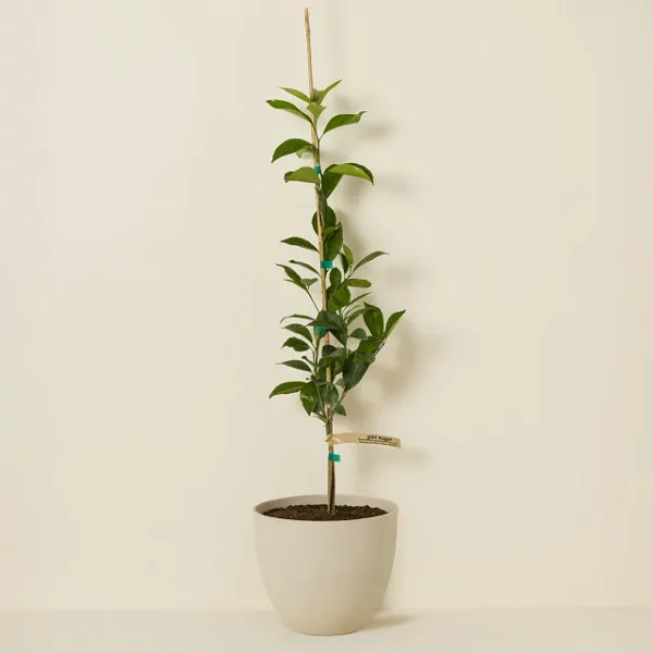 Gold Nugget Mandarin Tree