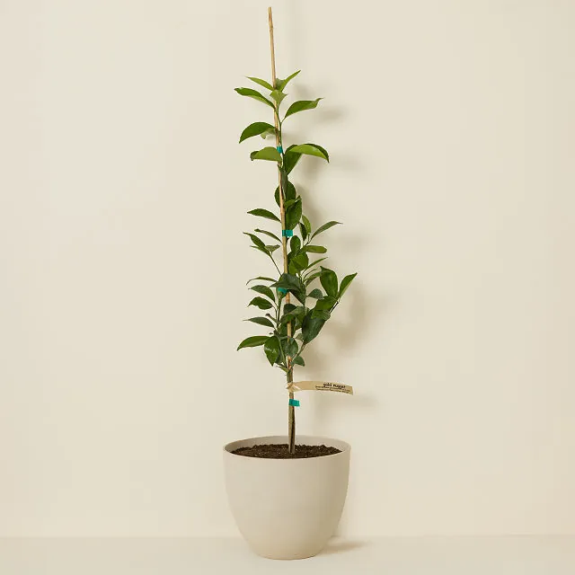 Gold Nugget Mandarin Tree