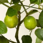 Grow Anywhere Persian Lime Tree 1