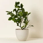 Grow Anywhere Persian Lime Tree