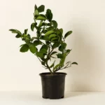 Grow Anywhere Persian Lime Tree 2