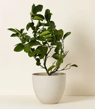 Grow Anywhere Persian Lime Tree