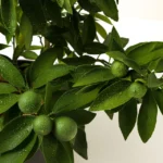 Grow Anywhere Red Lime Tree 1