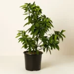 Grow Anywhere Red Lime Tree 2
