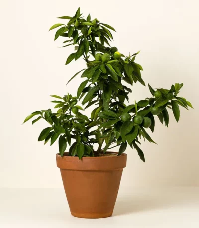 Grow Anywhere Red Lime Tree