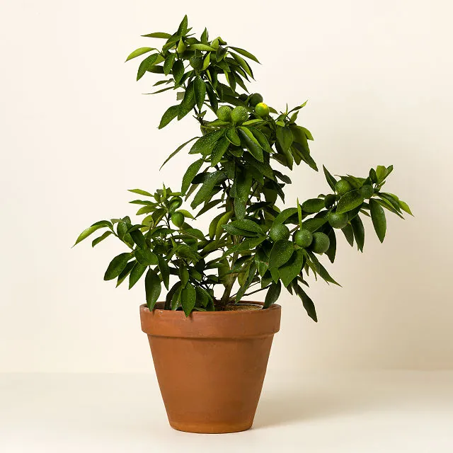 Grow Anywhere Red Lime Tree