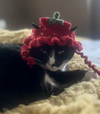 Handknit Hats For Cats