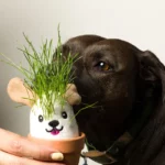 It’s Sprouting Cats & Dogs, 2 Grow Kits 1