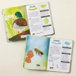 Kid's Guides To Backyard Birds & Bugs Set 1