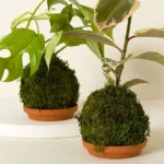 Kokedama Moss Ball Plants 1