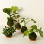 Kokedama Moss Ball Plants