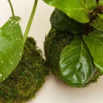 Kokedama Moss Ball Plants 2