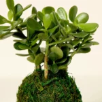 Kokedama Moss Ball Plants 3