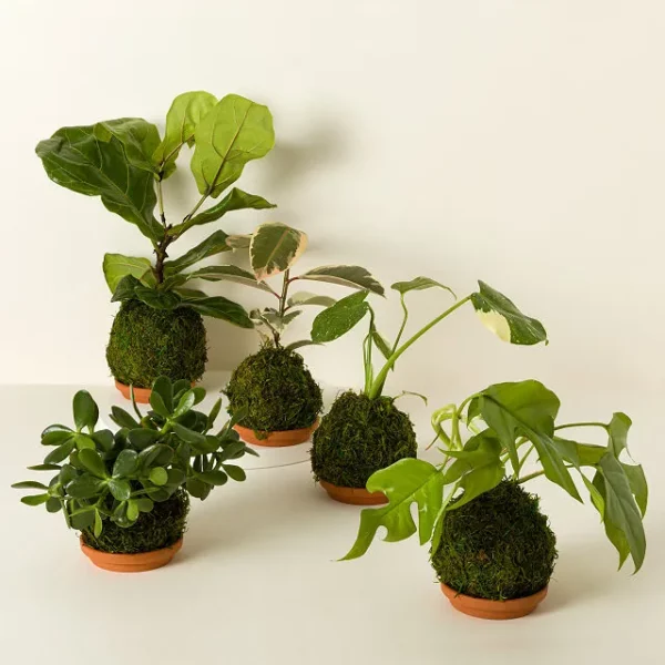 Kokedama Moss Ball Plants