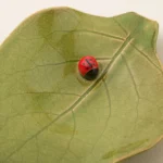 Lucky Leaf Jewelry Tray 1