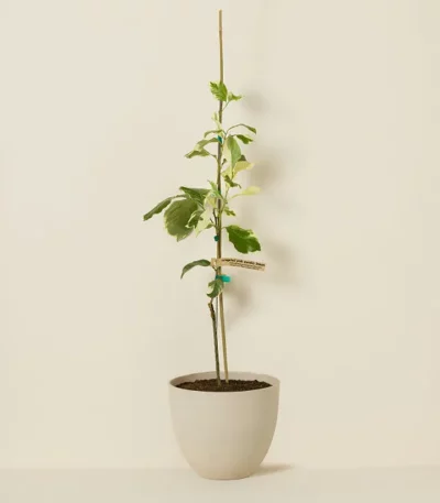 Pink Variegated Lemon Tree