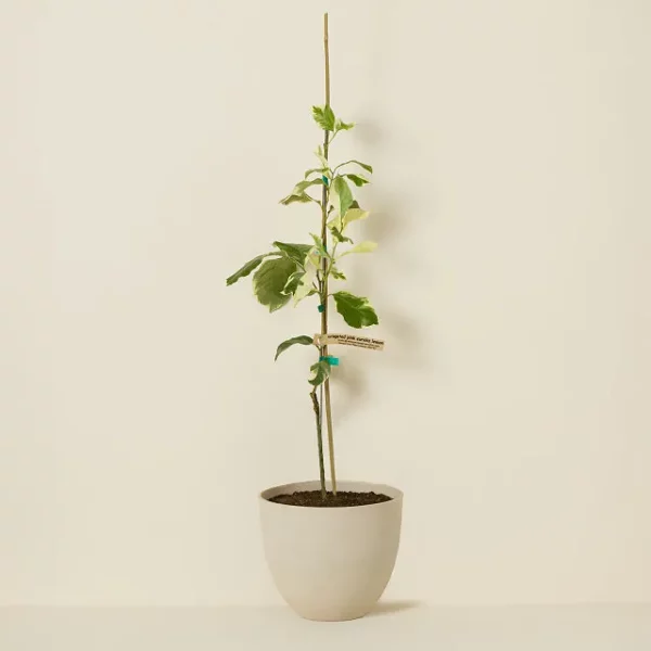 Pink Variegated Lemon Tree