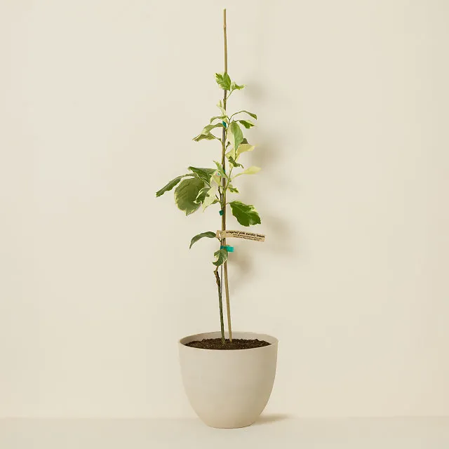 Pink Variegated Lemon Tree