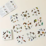 Race To Spot The Birds Family Card Game 1