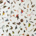 Race To Spot The Birds Family Card Game 2